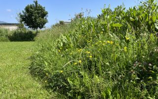 Fauche tardive savoie technolac gonthier espaces verts chambery savoie