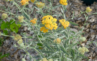 renovation jardin Gonthier Chambéry Savoie Cécile Bouchayer-21179